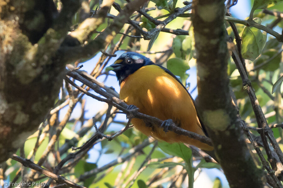 Hispaniolan Euphonia male adult