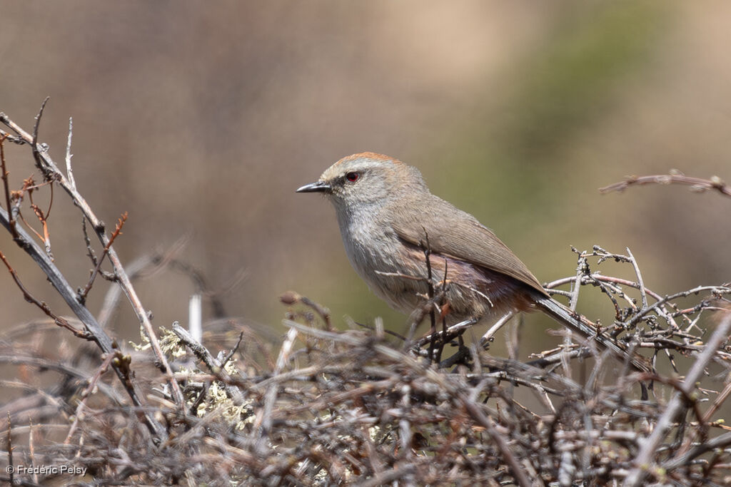 Orite de Sophie femelle