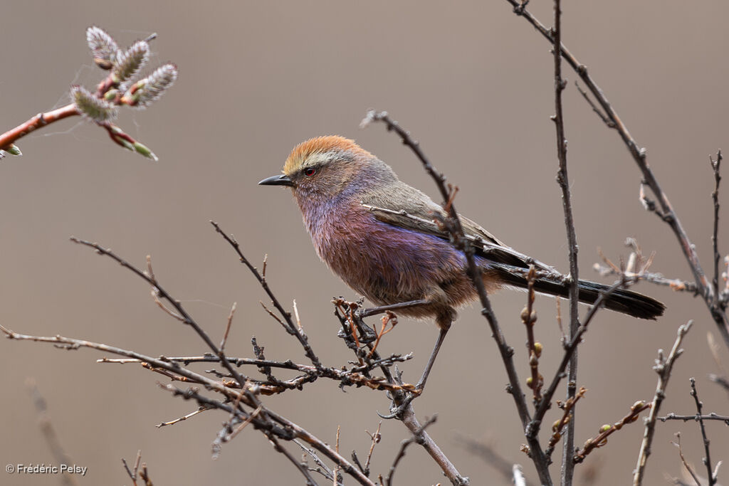White-browed Tit-warbler male