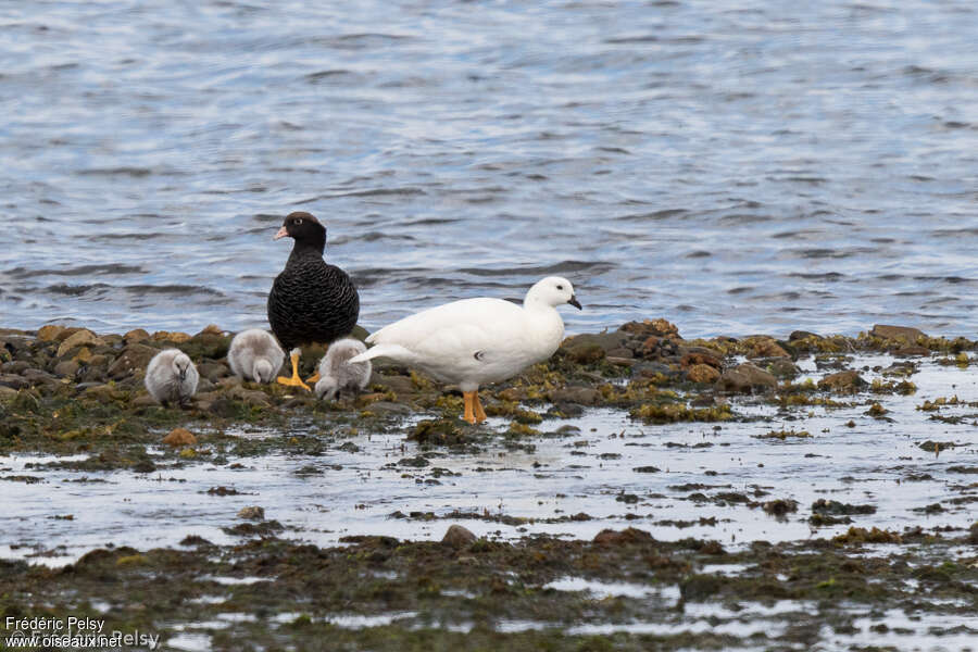 Kelp Goose, Reproduction-nesting