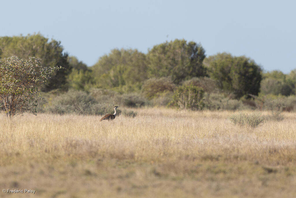 Australian Bustard