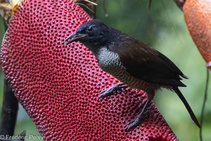 Paradisier niedda mâle immature