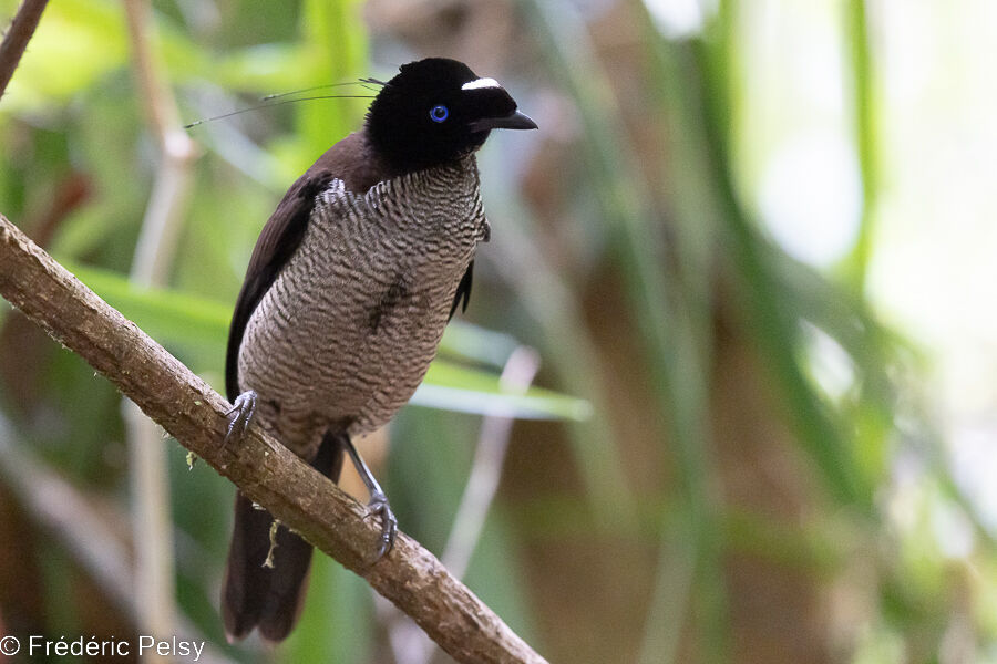 Paradisier sifilet mâle immature