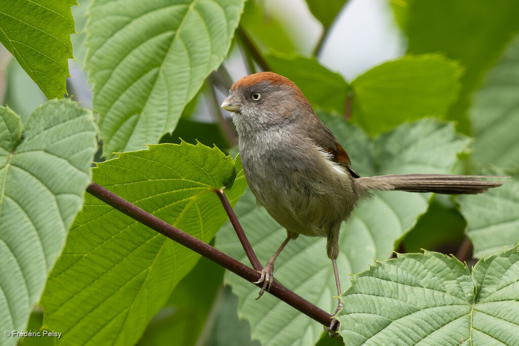 Ashy-throated Parrotbill