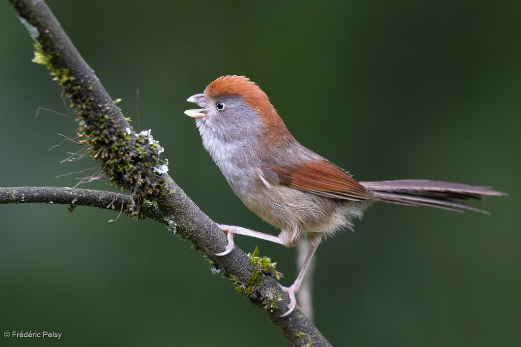Ashy-throated Parrotbill