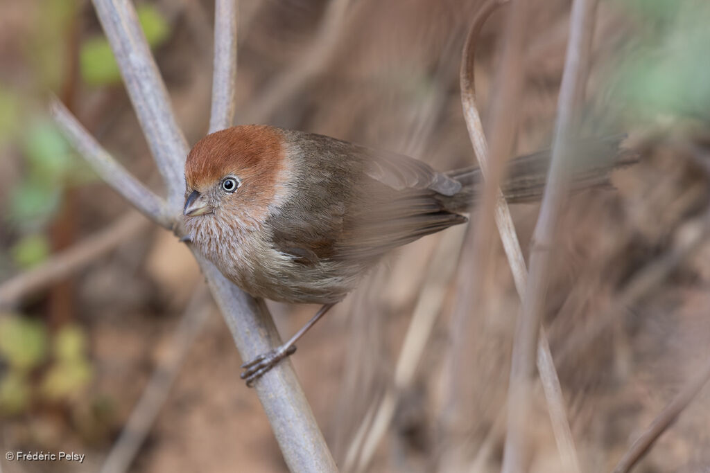 Paradoxornis de Rickett