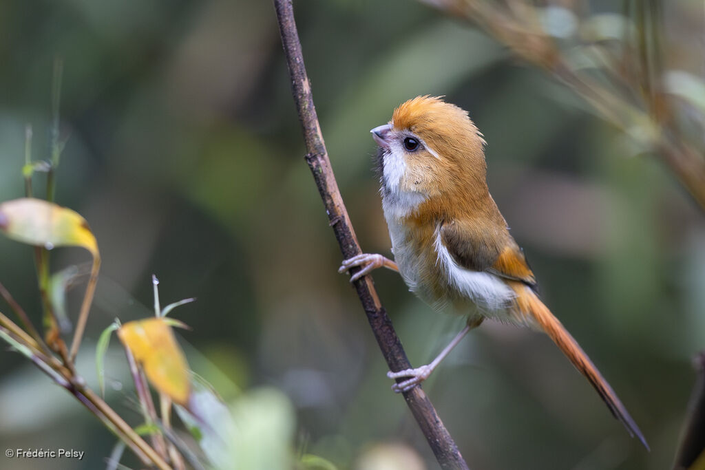 Golden Parrotbill