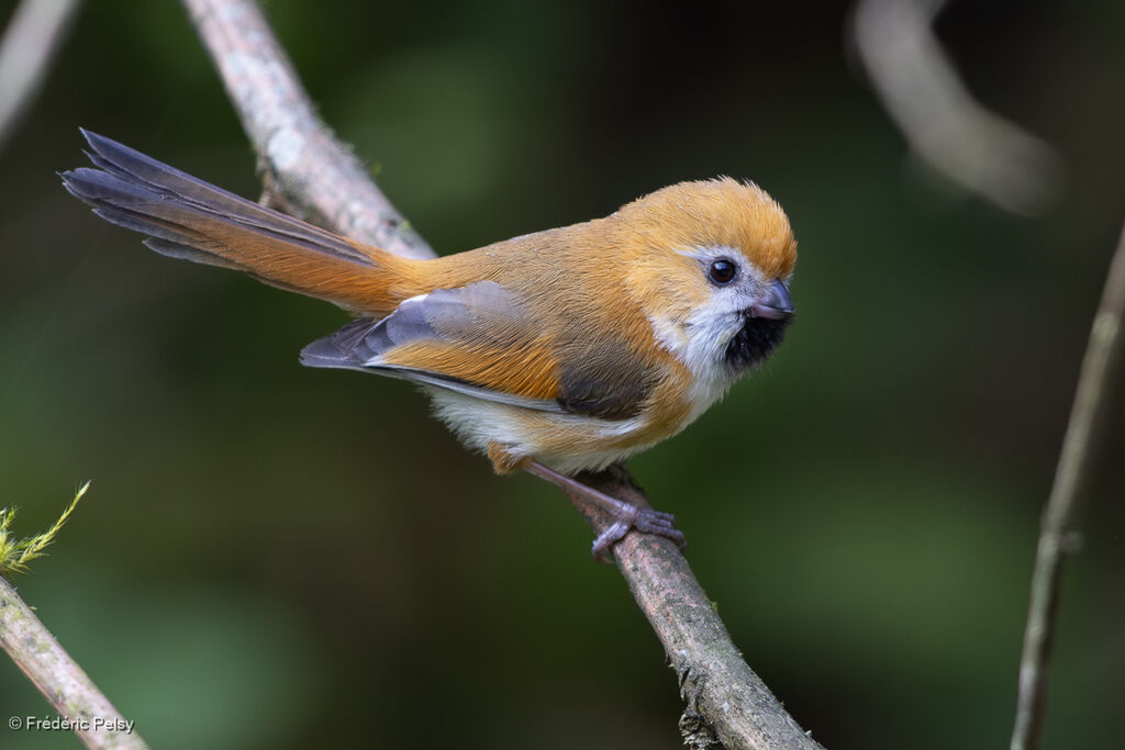 Golden Parrotbill