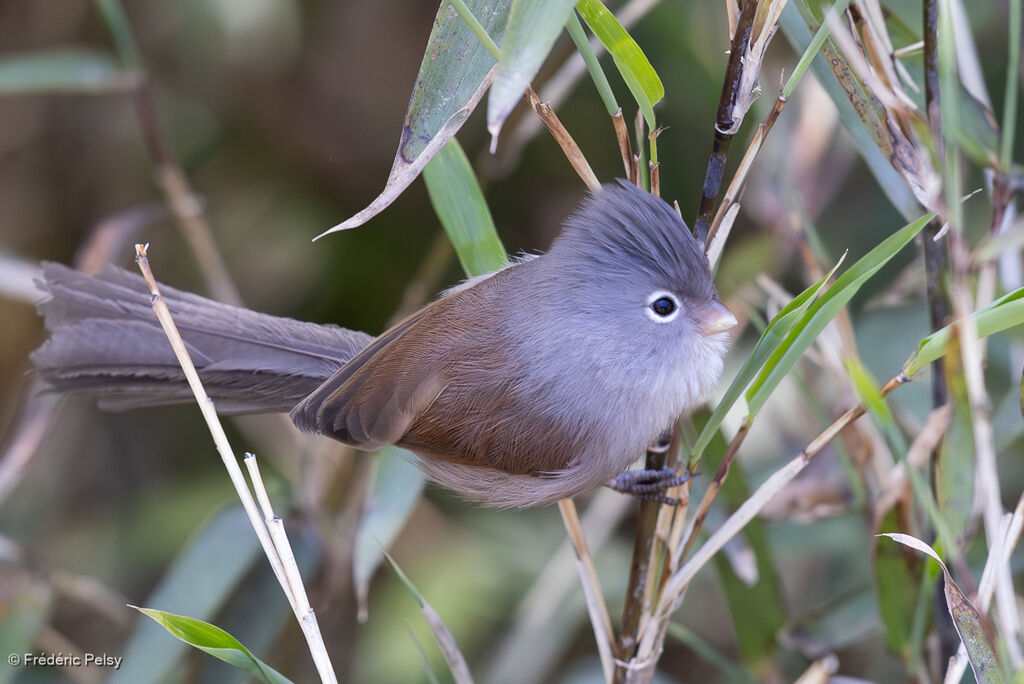 Grey-hooded Parrotbill