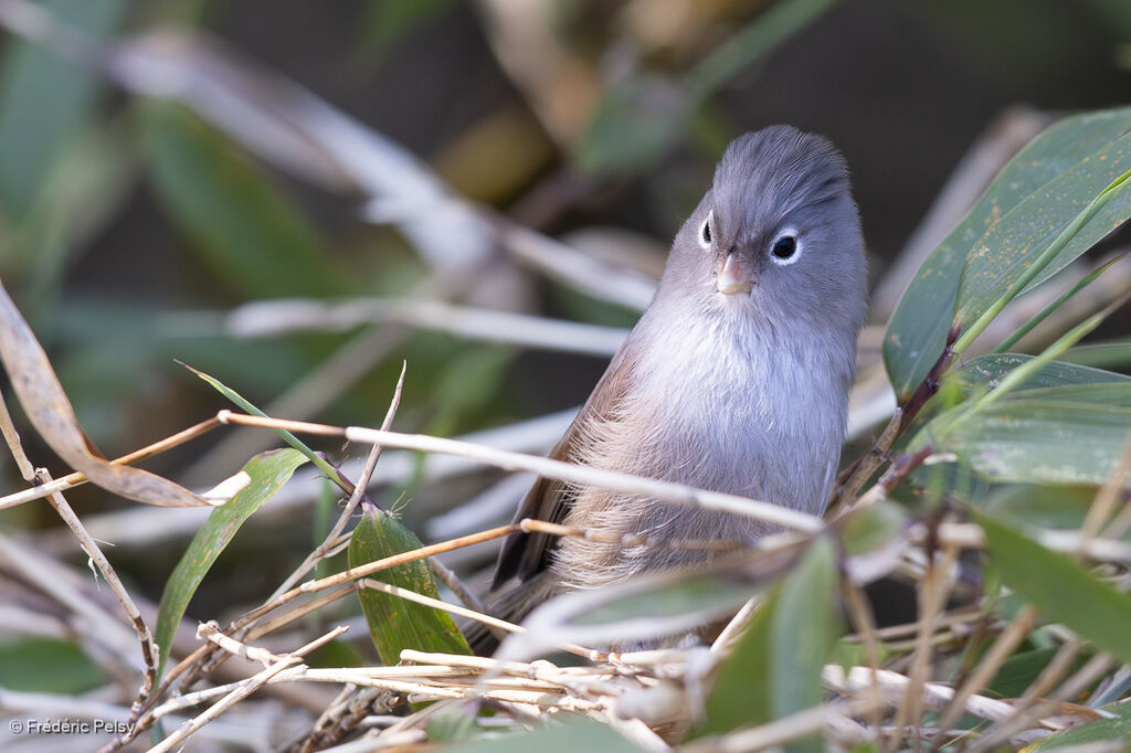 Grey-hooded Parrotbill