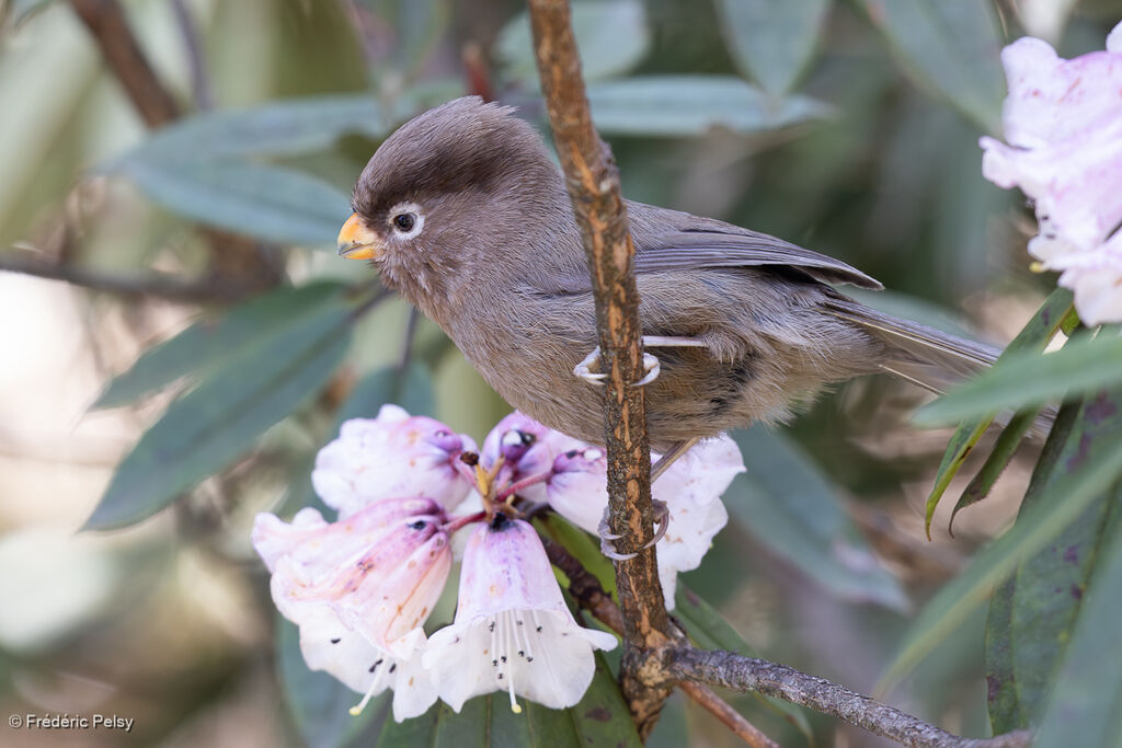 Paradoxornis tridactyle