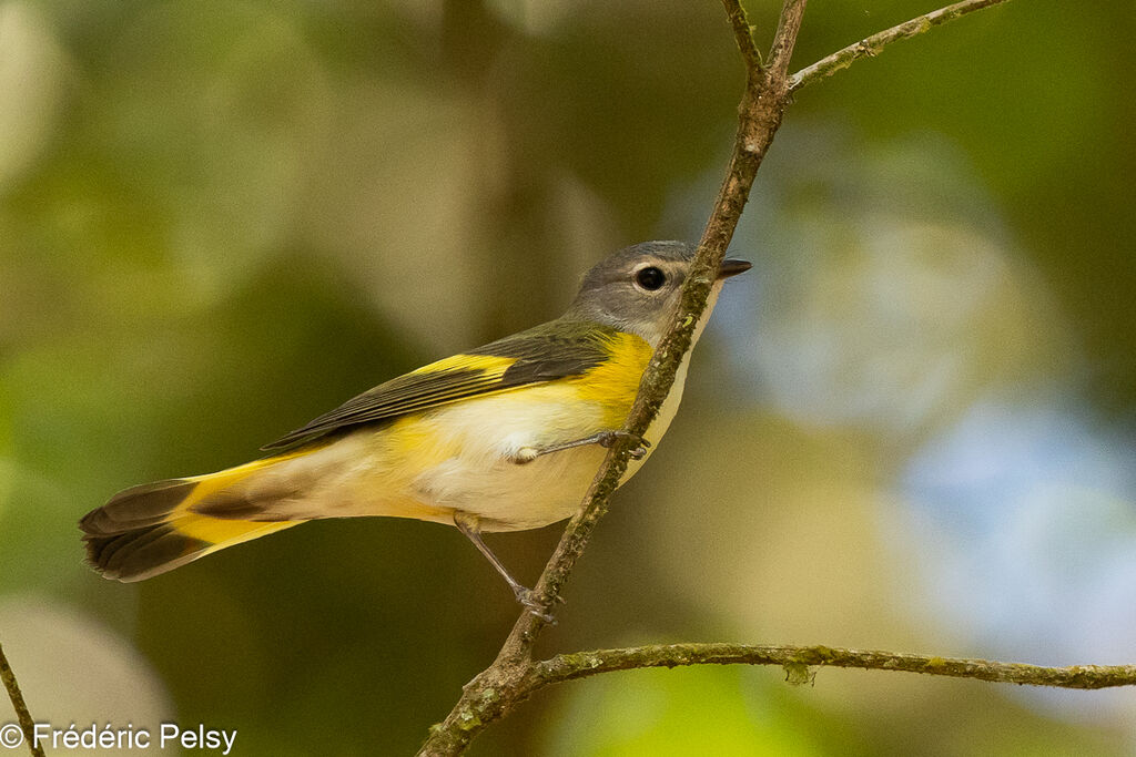 American Redstart