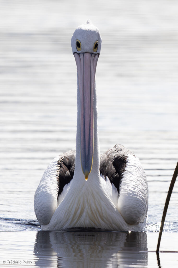 Pélican à lunettesadulte