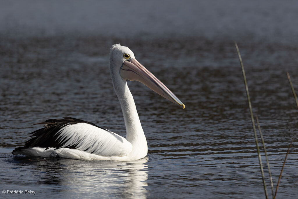 Australian Pelicanadult