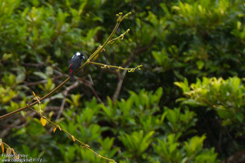 Peltopse des plainesadulte, habitat