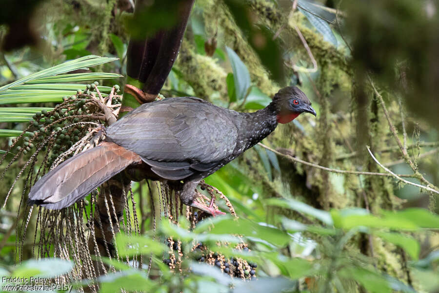 Pénélope panachéeadulte, identification