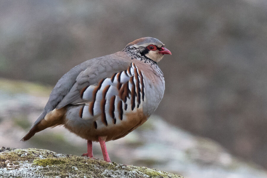 Red-legged Partridge