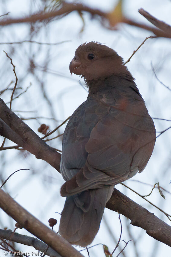 Lesser Vasa Parrotadult