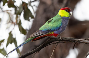 Perruche à tête pourpre