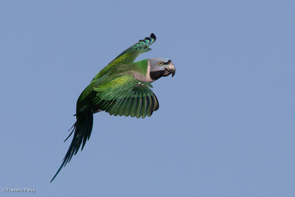 Lord Derby's Parakeet