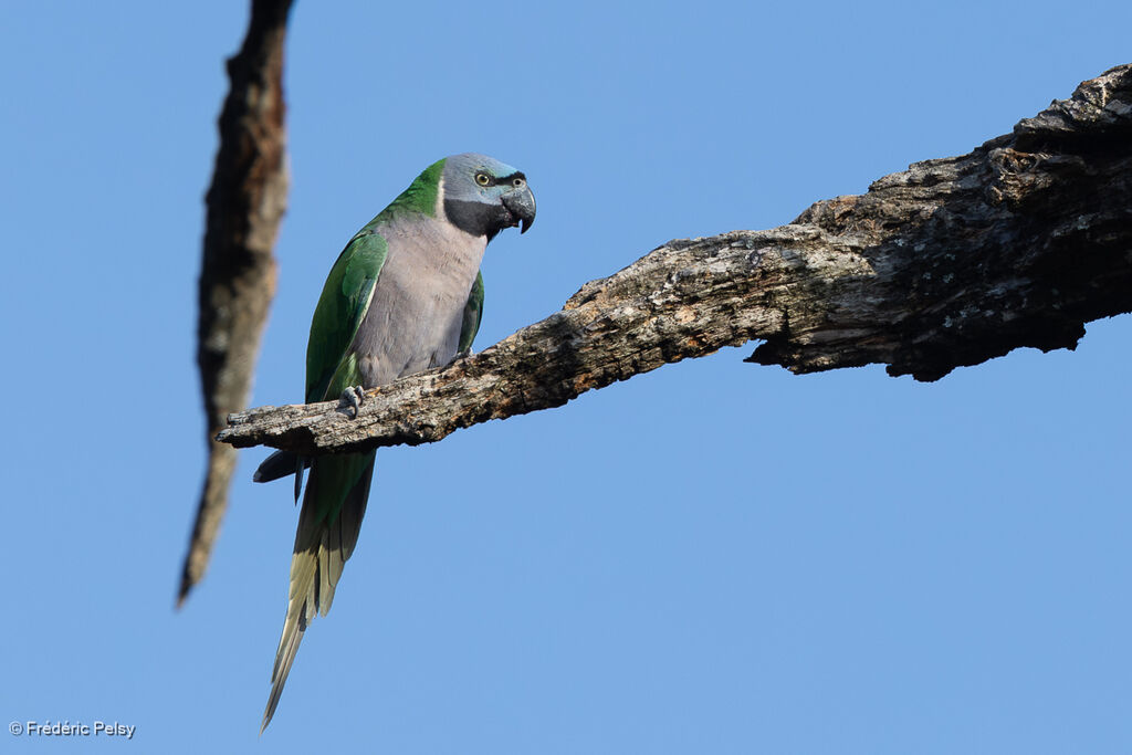 Lord Derby's Parakeet
