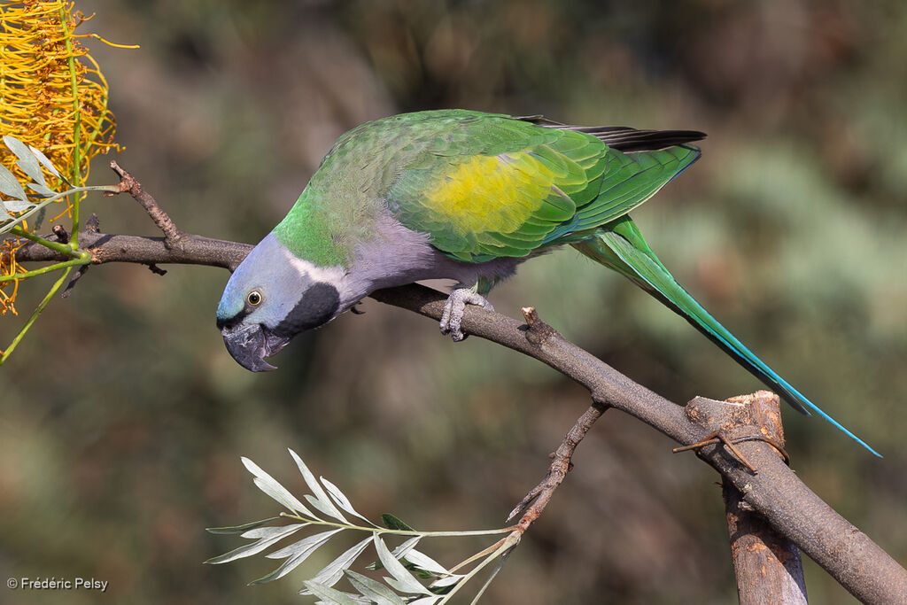 Lord Derby's Parakeet