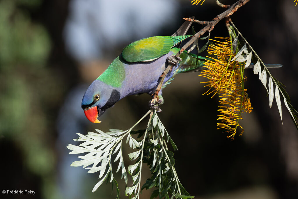 Lord Derby's Parakeet