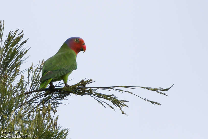 Red-cheeked Parrot male adult