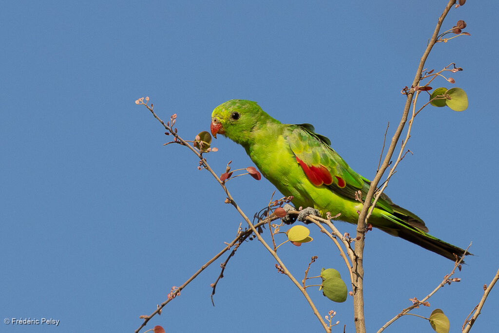 Perruche érythroptère femelle adulte