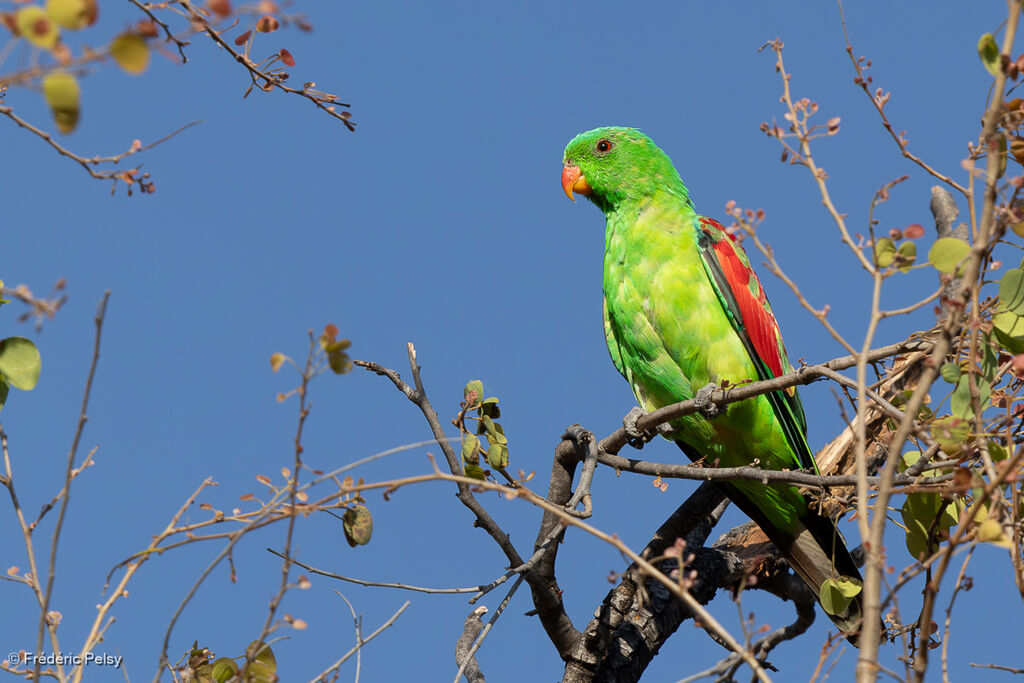 Perruche érythroptère mâle immature