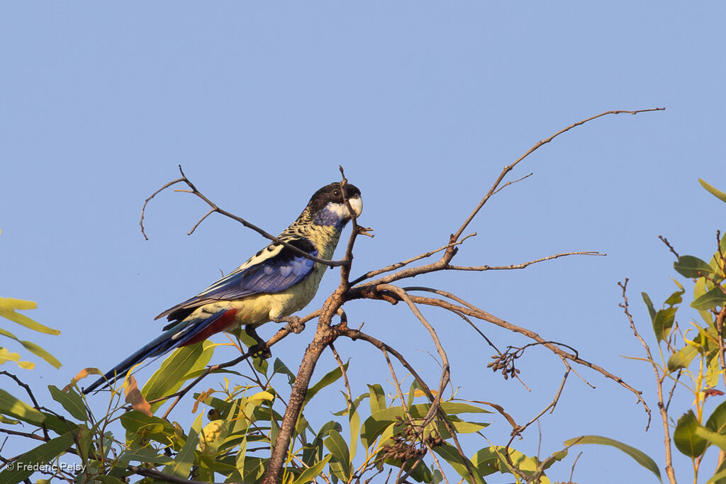 Northern Rosella