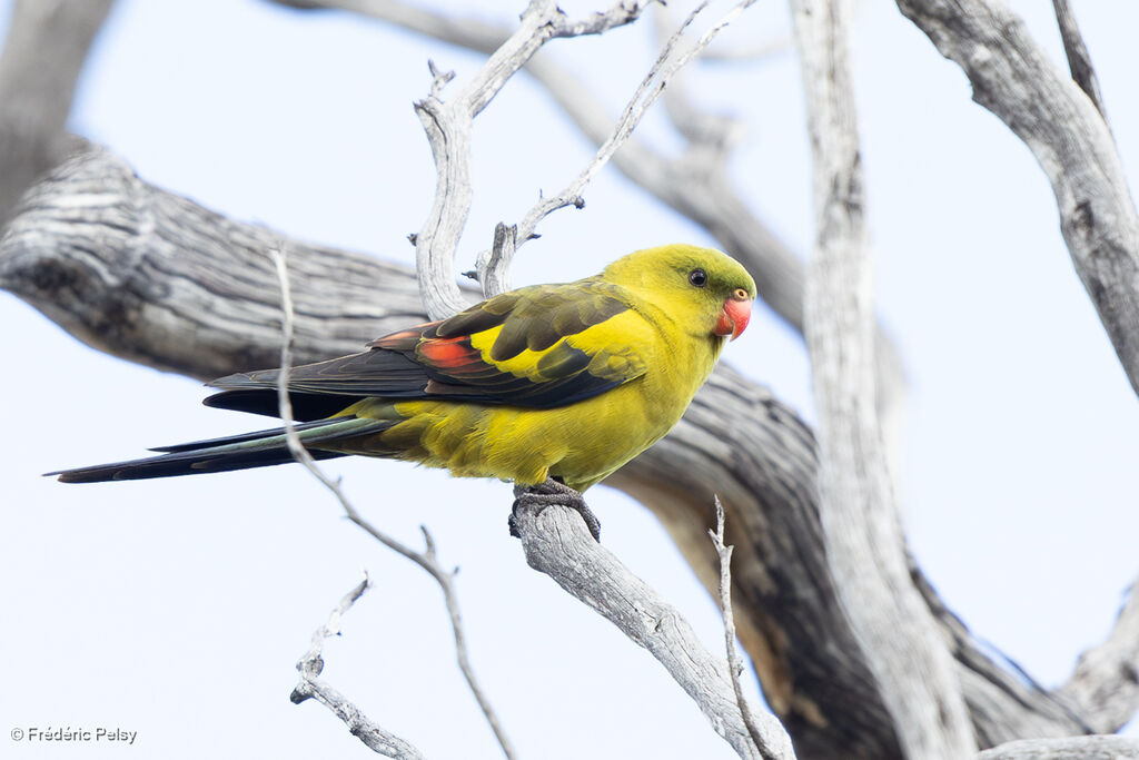 Perruche mélanure mâle