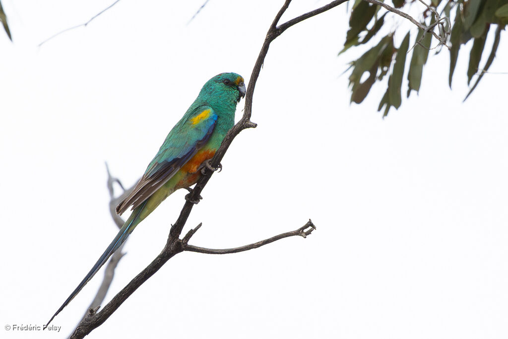 Perruche multicolore mâle