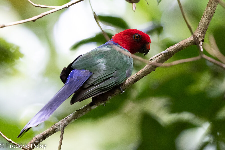 Moluccan King Parrot