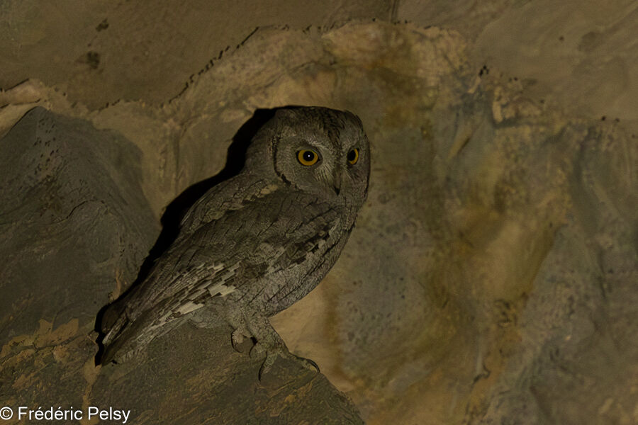 Pallid Scops Owl