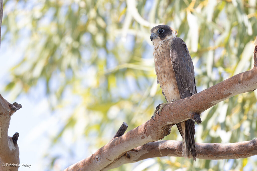 Australian Hobbyimmature