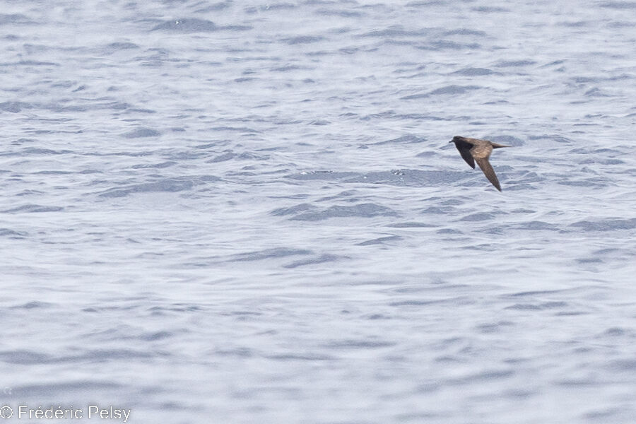 Bulwer's Petrel