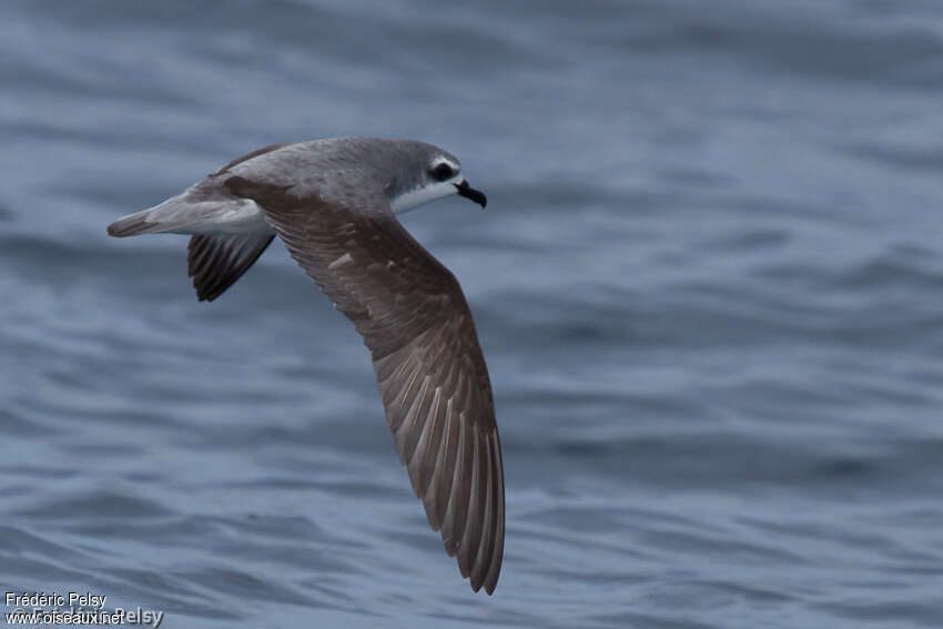 Cook's Petreladult, identification