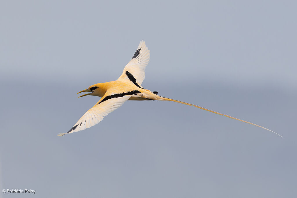 Phaéton à bec jaune