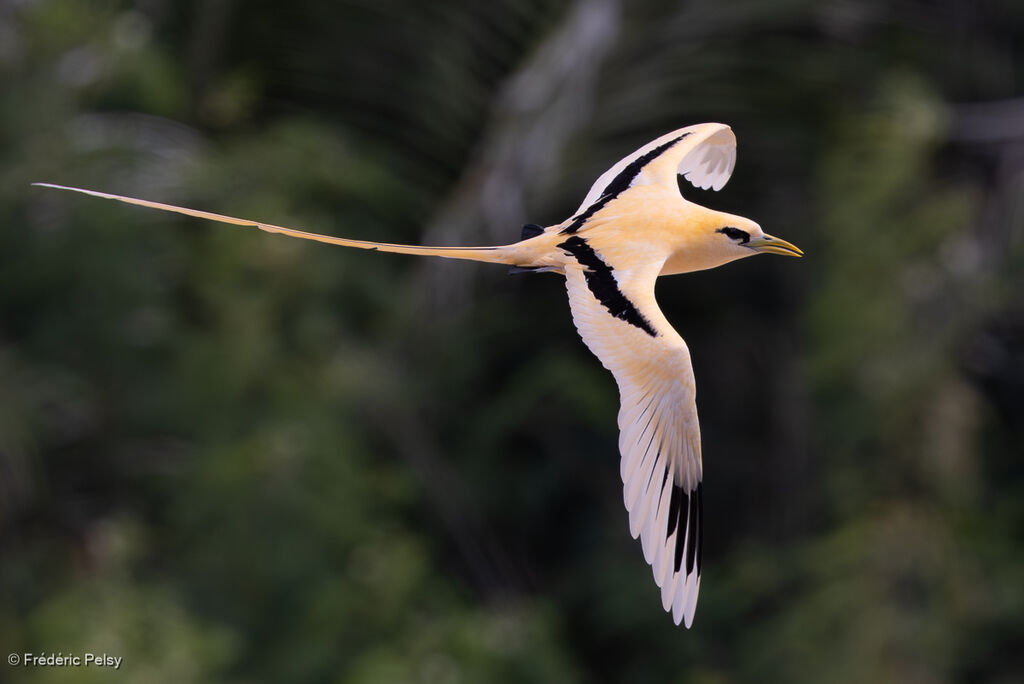 Phaéton à bec jaune