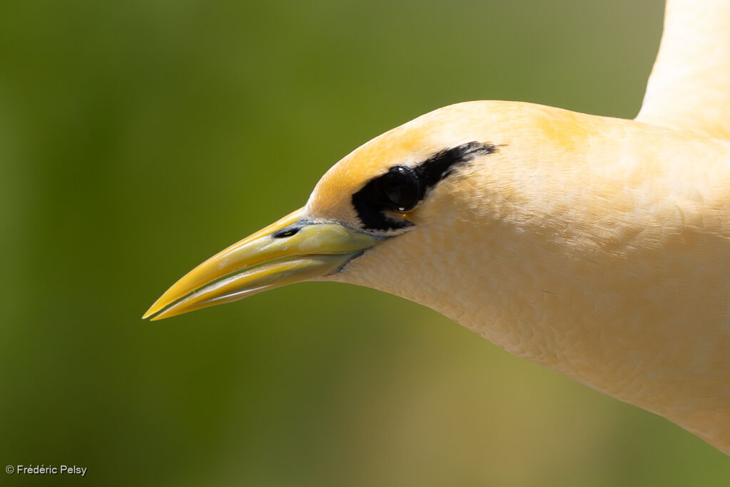 Phaéton à bec jauneadulte, Vol