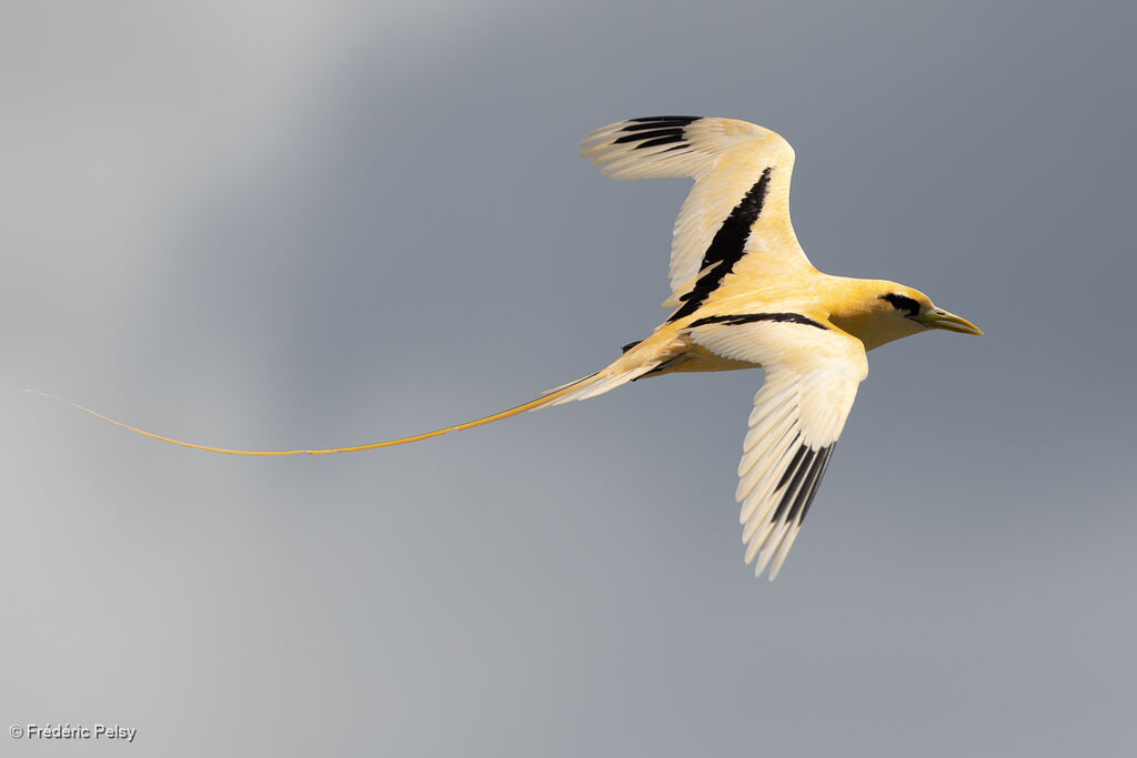 Phaéton à bec jauneadulte, Vol