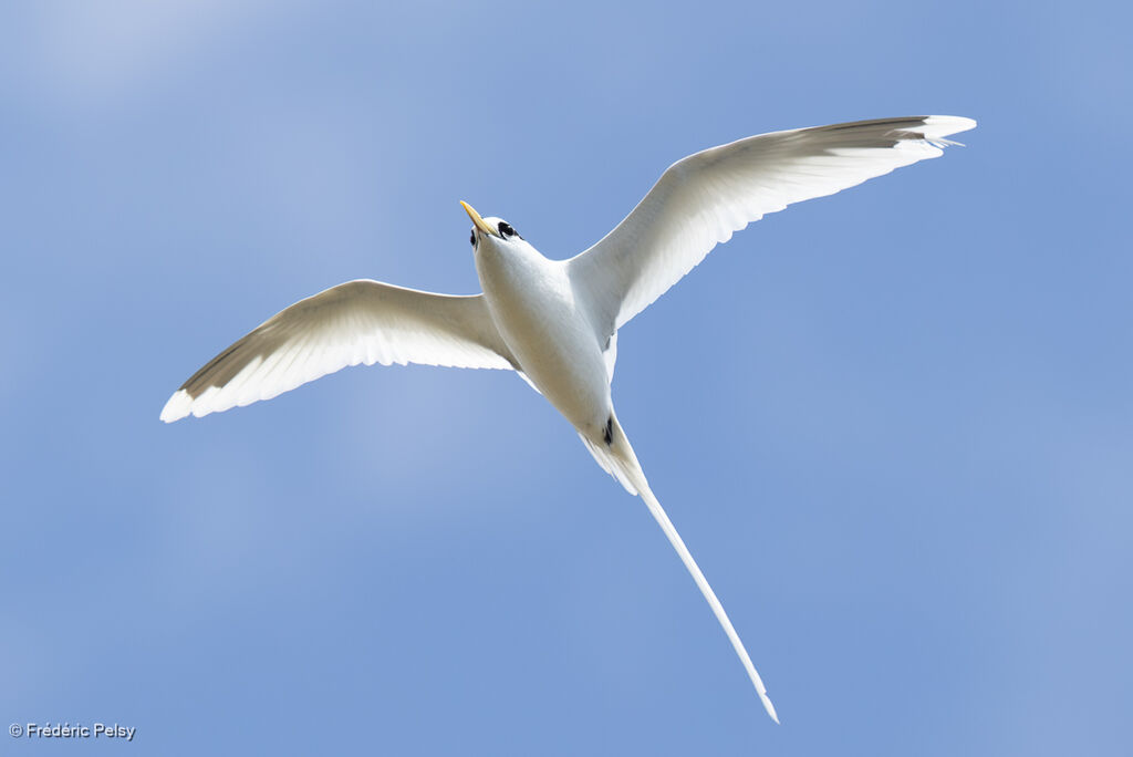 Phaéton à bec jaune