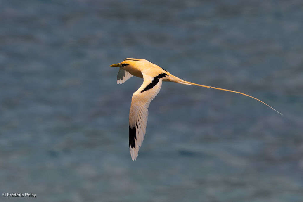 Phaéton à bec jaune