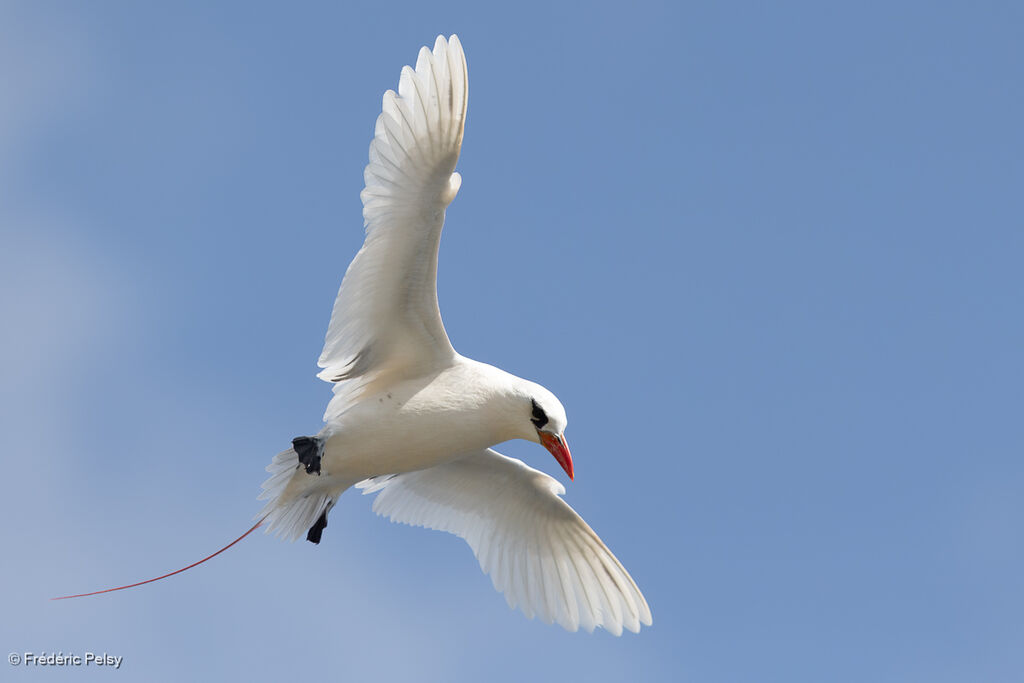 Phaéton à brins rouges