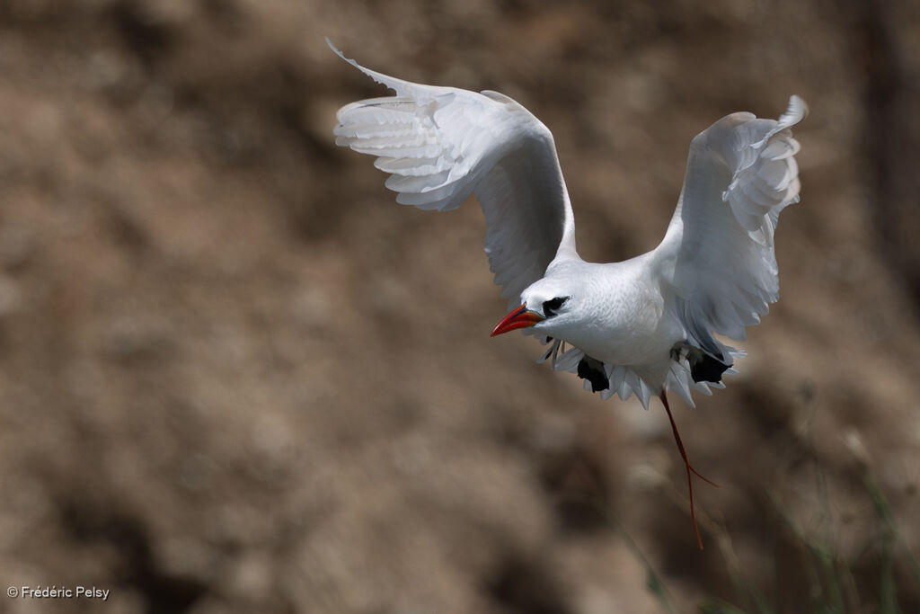 Phaéton à brins rouges