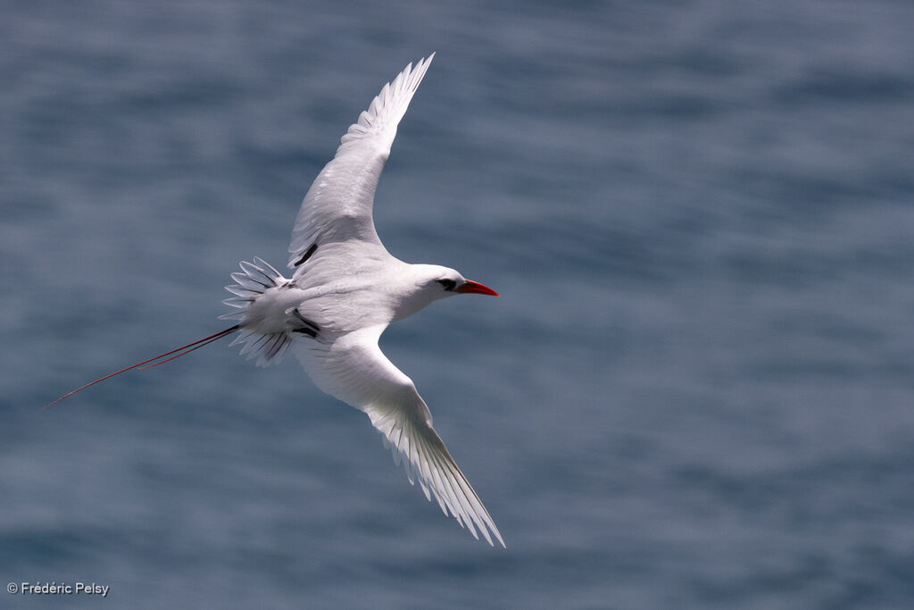 Phaéton à brins rouges