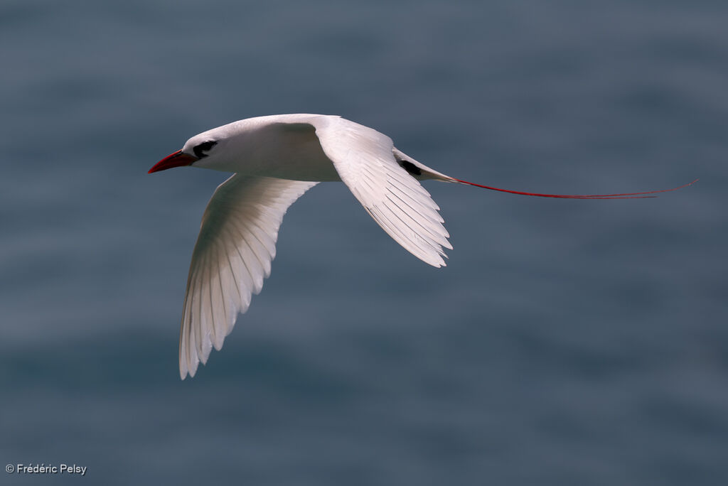 Phaéton à brins rouges