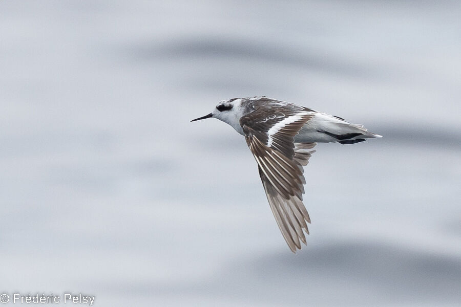 Phalarope à bec étroit