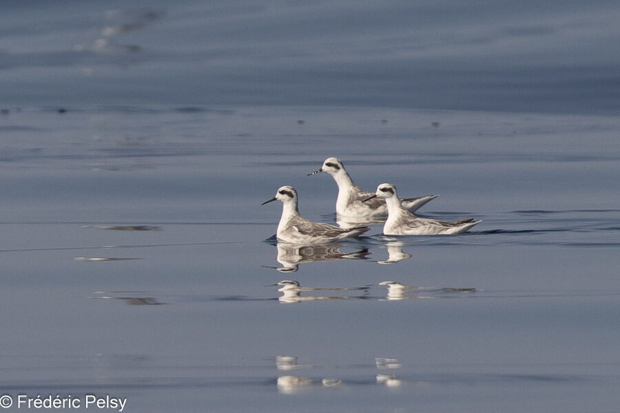 Phalarope à bec étroit